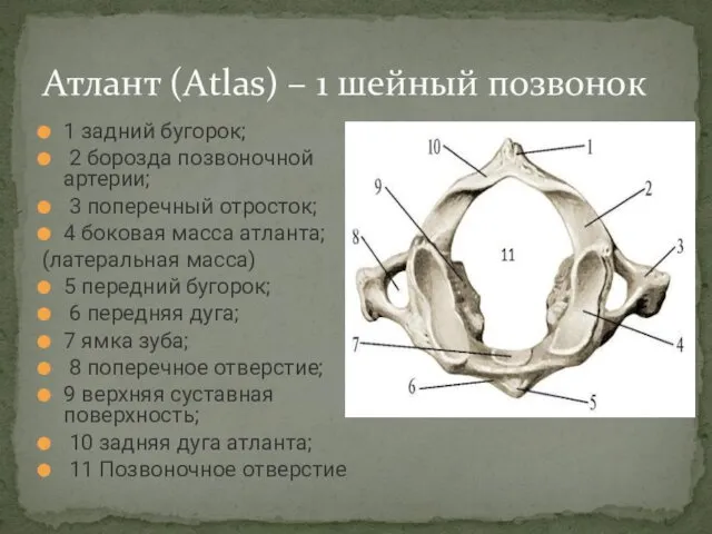 1 задний бугорок; 2 борозда позвоночной артерии; 3 поперечный отросток; 4