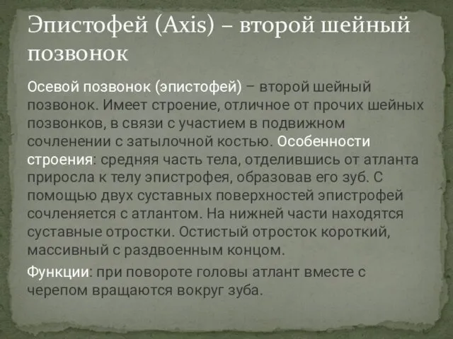 Осевой позвонок (эпистофей) – второй шейный позвонок. Имеет строение, отличное от