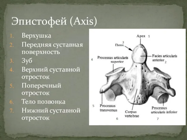 Верхушка Передняя суставная поверхность Зуб Верхний суставной отросток Поперечный отросток Тело
