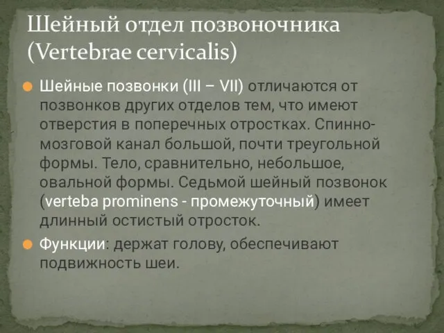 Шейные позвонки (III – VII) отличаются от позвонков других отделов тем,