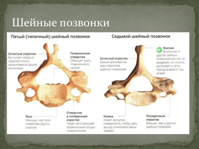 Шейные позвонки