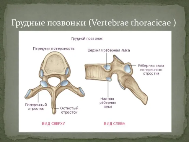 Грудные позвонки (Vertebrae thoracicae )