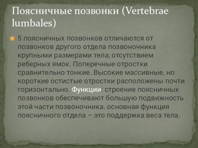 5 поясничных позвонков отличаются от позвонков другого отдела позвоночника крупными размерами