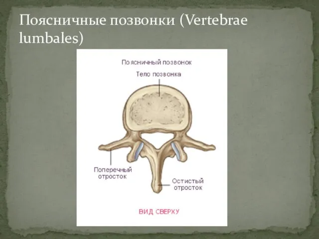 Поясничные позвонки (Vertebrae lumbales)