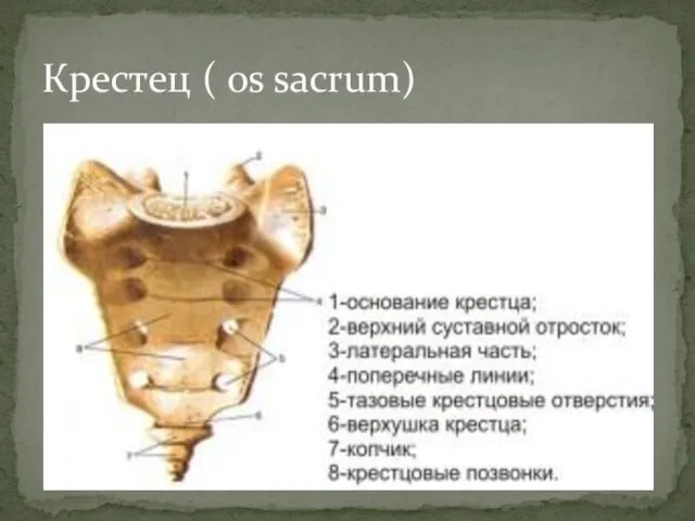 Крестец ( os sacrum)