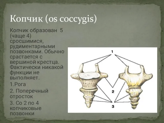 Копчик образован 5 (чаще 4) сросшимися, рудиментарными позвонками. Обычно срастается с