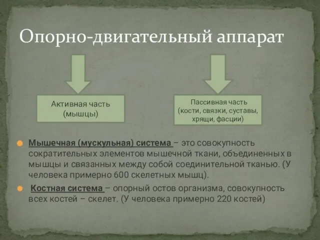 Мышечная (мускульная) система – это совокупность сократительных элементов мышечной ткани, объединенных