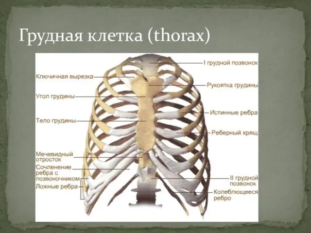 Грудная клетка (thorax)