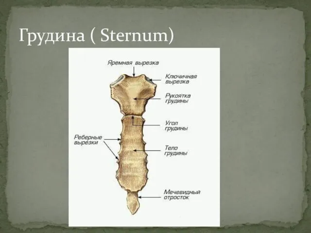 Грудина ( Sternum)