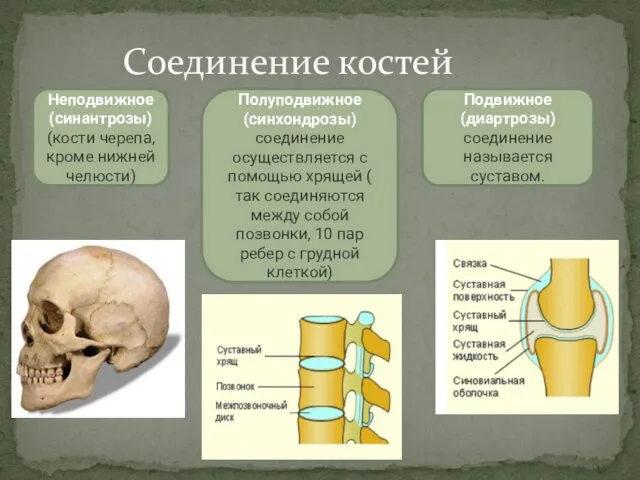 Соединение костей Неподвижное (синантрозы) (кости черепа, кроме нижней челюсти) Полуподвижное (синхондрозы)