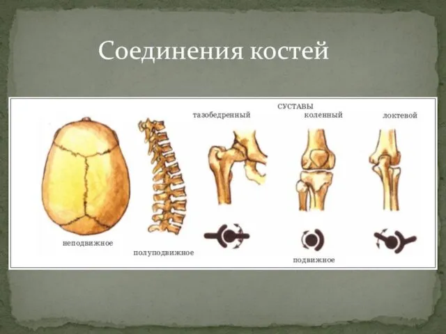 Соединения костей