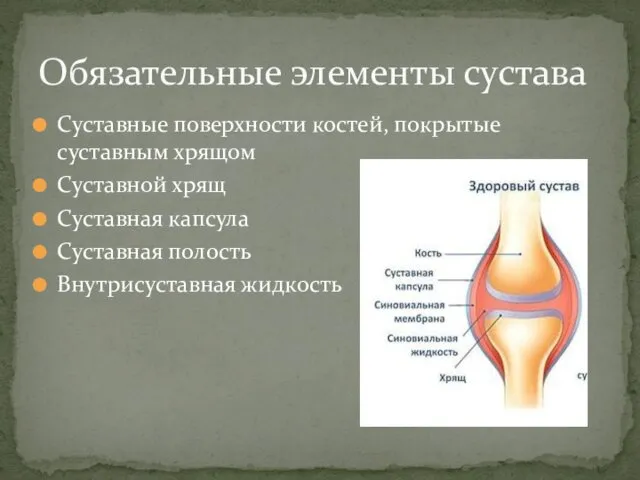 Суставные поверхности костей, покрытые суставным хрящом Суставной хрящ Суставная капсула Суставная