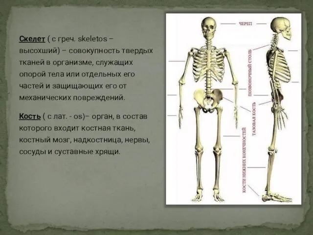 Скелет ( с греч. skeletos – высохший) – совокупность твердых тканей