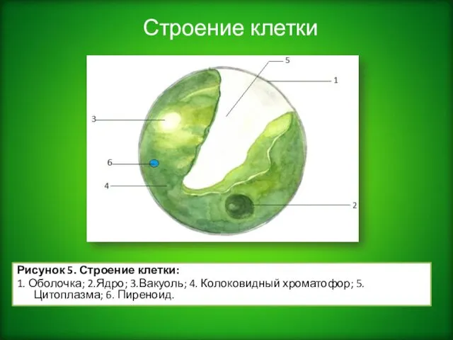 Строение клетки Рисунок 5. Строение клетки: 1. Оболочка; 2.Ядро; 3.Вакуоль; 4.