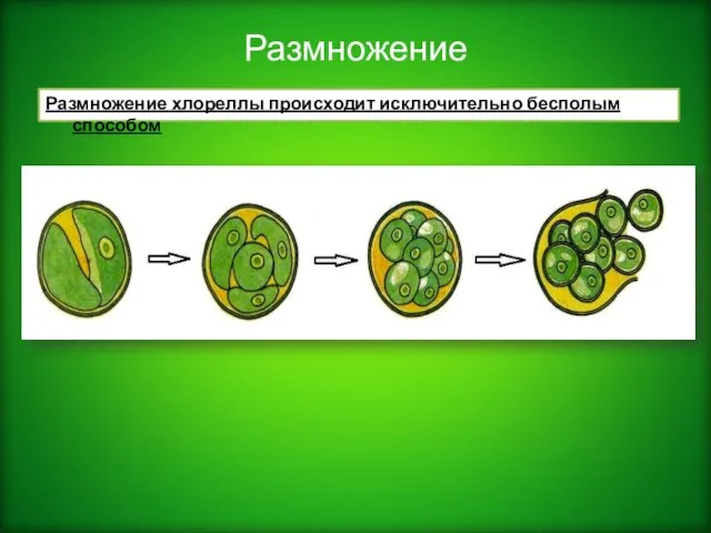 Размножение Размножение хлореллы происходит исключительно бесполым способом