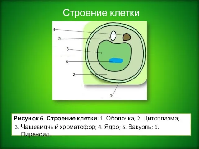 Строение клетки Рисунок 6. Строение клетки: 1. Оболочка; 2. Цитоплазма; 3.