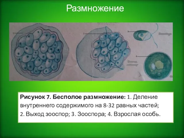 Размножение Рисунок 7. Бесполое размножение: 1. Деление внутреннего содержимого на 8-32