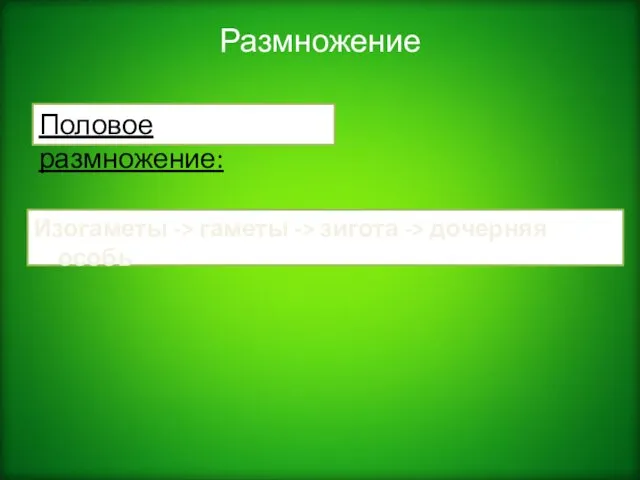 Размножение Изогаметы -> гаметы -> зигота -> дочерняя особь Половое размножение: