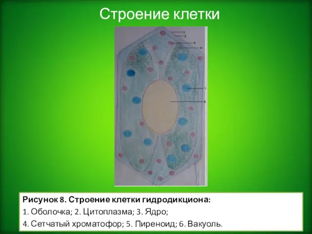 Строение клетки Рисунок 8. Строение клетки гидродикциона: 1. Оболочка; 2. Цитоплазма;