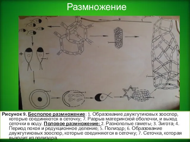 Размножение Рисунок 9. Бесполое размножение: 1. Образование двужгутиковых зооспор, которые соединяются