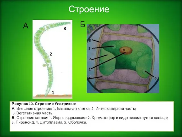 Строение Рисунок 10. Строение Улотрикса: А. Внешнее строение: 1. Базальная клетка;