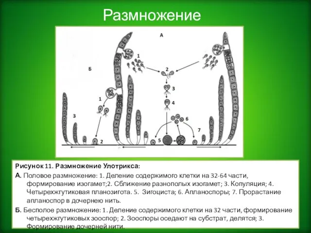 Размножение Рисунок 11. Размножение Улотрикса: А. Половое размножение: 1. Деление содержимого