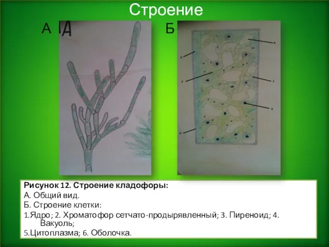 Строение Рисунок 12. Строение кладофоры: А. Общий вид. Б. Строение клетки: