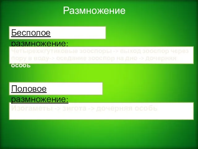 Размножение Изогаметы -> зигота -> дочерняя особь Половое размножение: Бесполое размножение: