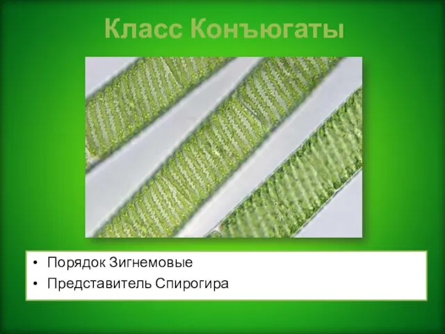 Класс Конъюгаты Порядок Зигнемовые Представитель Спирогира