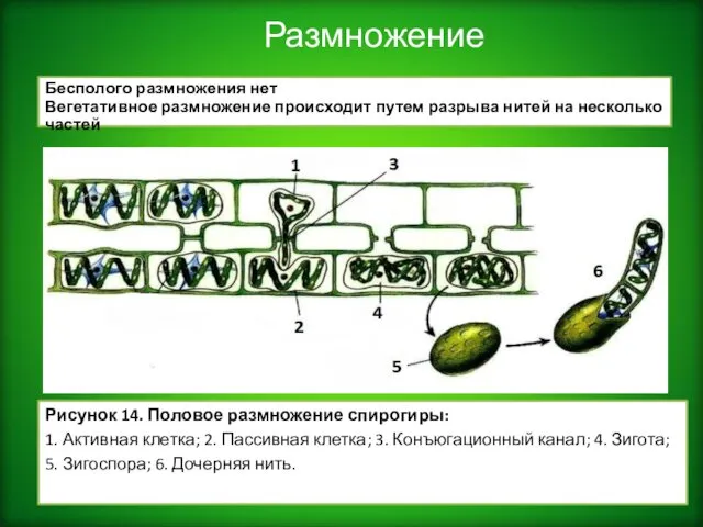 Рисунок 14. Половое размножение спирогиры: 1. Активная клетка; 2. Пассивная клетка;