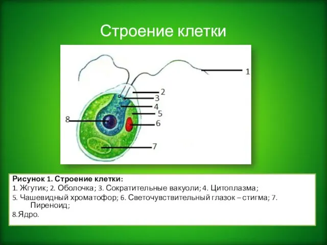 Строение клетки Рисунок 1. Строение клетки: 1. Жгутик; 2. Оболочка; 3.