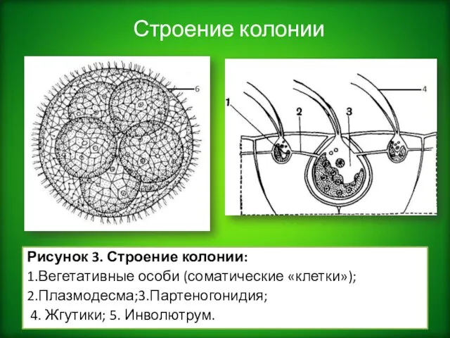 Строение колонии Рисунок 3. Строение колонии: 1.Вегетативные особи (соматические «клетки»); 2.Плазмодесма;3.Партеногонидия; 4. Жгутики; 5. Инволютрум.