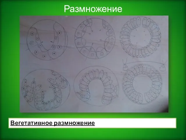 Размножение Вегетативное размножение