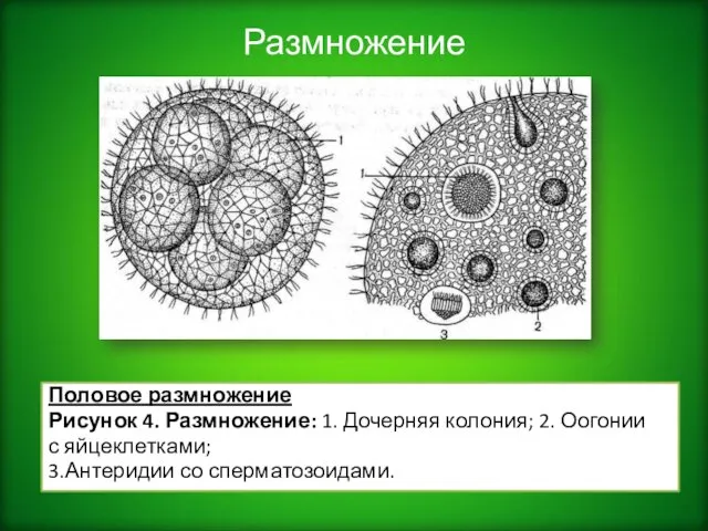 Размножение Половое размножение Рисунок 4. Размножение: 1. Дочерняя колония; 2. Оогонии с яйцеклетками; 3.Антеридии со сперматозоидами.