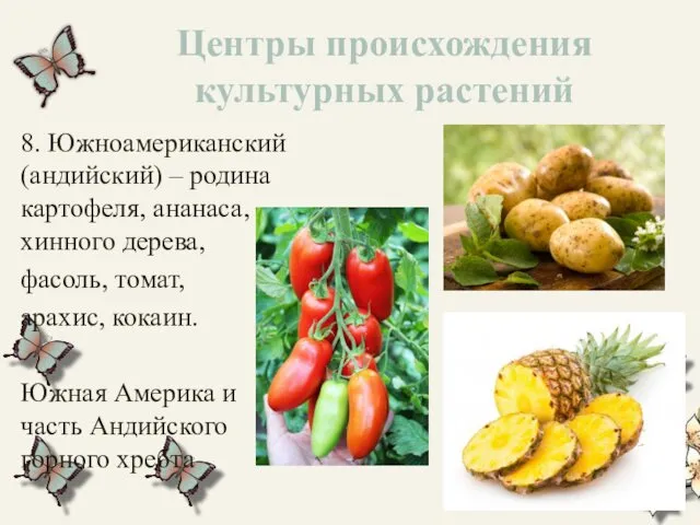 Центры происхождения культурных растений 8. Южноамериканский (андийский) – родина картофеля, ананаса,