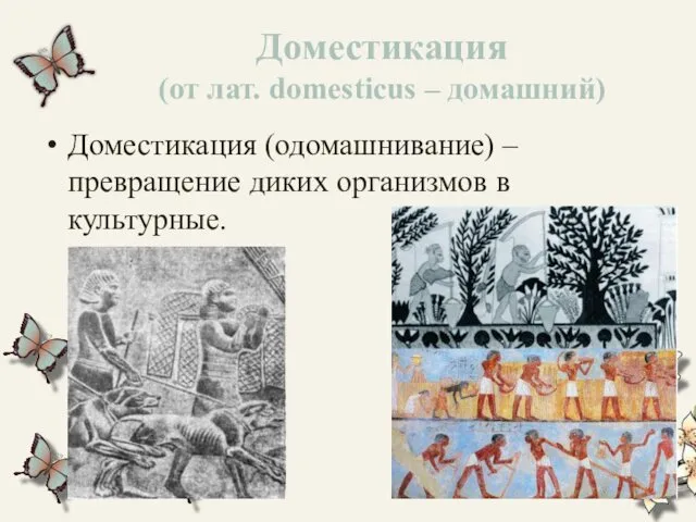 Доместикация (от лат. domesticus – домашний) Доместикация (одомашнивание) – превращение диких организмов в культурные.