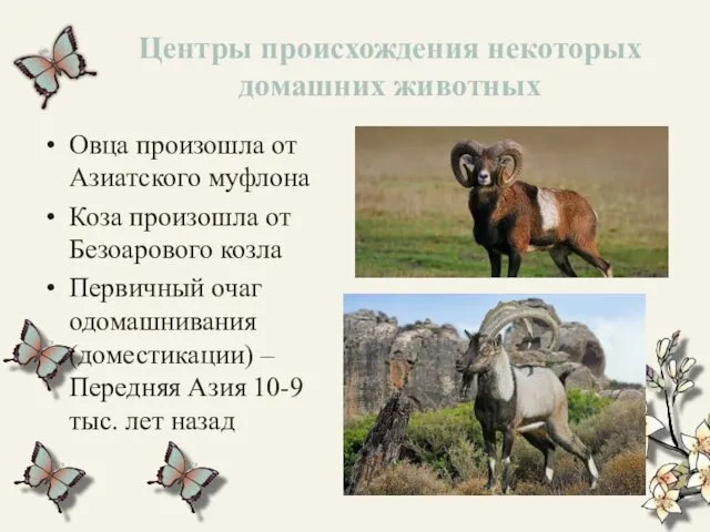 Центры происхождения некоторых домашних животных Овца произошла от Азиатского муфлона Коза