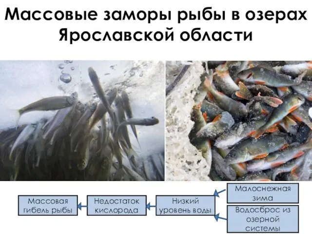 Массовые заморы рыбы в озерах Ярославской области Массовая гибель рыбы Недостаток