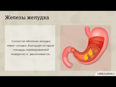 Железы желудка Слизистая оболочка желудка имеет складки, благодаря которым площадь перевариваемой поверхности увеличивается.