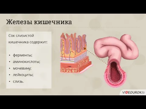 Железы кишечника Сок слизистой кишечника содержит: ферменты; аминокислоты; мочевину; лейкоциты; слизь.