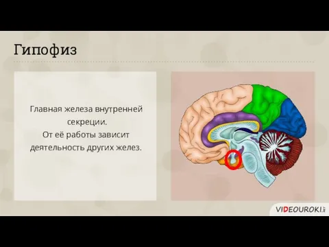 Гипофиз Главная железа внутренней секреции. От её работы зависит деятельность других желез.