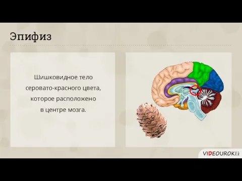 Эпифиз Шишковидное тело серовато-красного цвета, которое расположено в центре мозга.