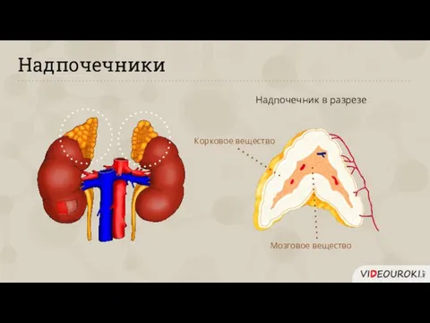 Надпочечники Надпочечник в разрезе Корковое вещество Мозговое вещество