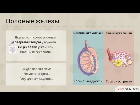 Половые железы Выделяют половые клетки сперматозоиды у мужчин яйцеклетки у женщин