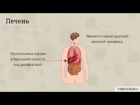 Печень Является самой крупной железой человека. Расположена справа в брюшной полости под диафрагмой.