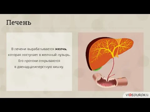 Печень В печени вырабатывается желчь, которая поступает в желчный пузырь. Его протоки открываются в двенадцатиперстную кишку.