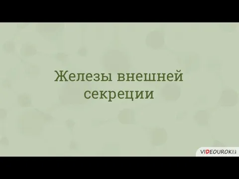 Железы внешней секреции