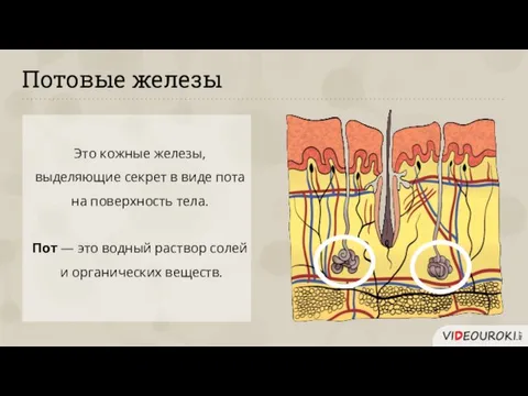 Потовые железы Это кожные железы, выделяющие секрет в виде пота на