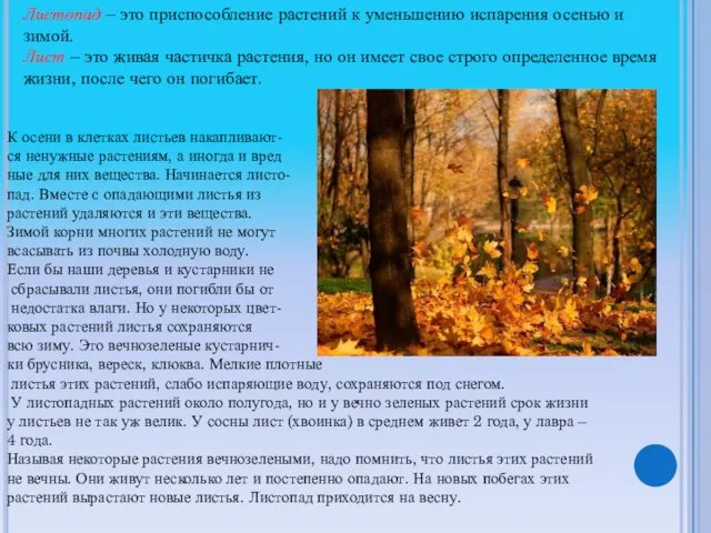 Листопад – это приспособление растений к уменьшению испарения осенью и зимой.