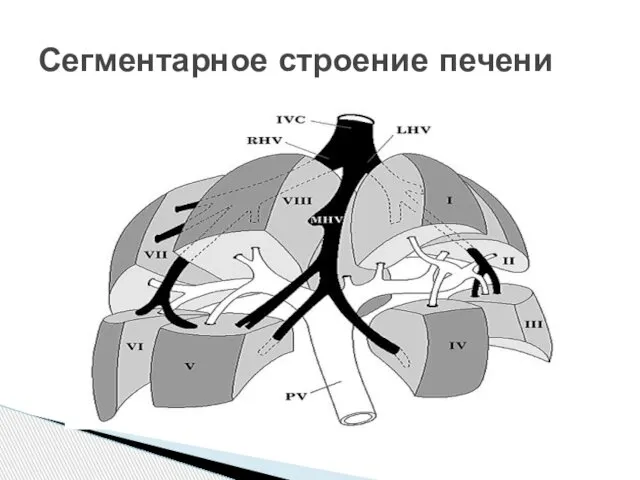 Сегментарное строение печени